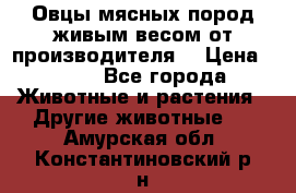 Овцы мясных пород живым весом от производителя. › Цена ­ 110 - Все города Животные и растения » Другие животные   . Амурская обл.,Константиновский р-н